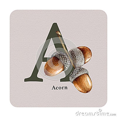 Letter A with acorns decor on the square card. Watercolor illustration. Forest nature ABC alphabet element for study Cartoon Illustration