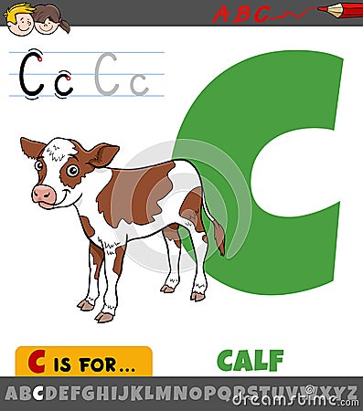 Letter C from alphabet with cartoon calf farm animal character Vector Illustration