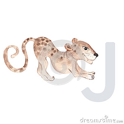 Letter J, jaguar, kids animals ABC alphabet. Watercolor illustration isolated on white background. Cartoon Illustration