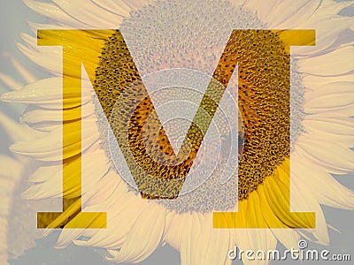 letter M of the alphabet made with a sunflower Stock Photo