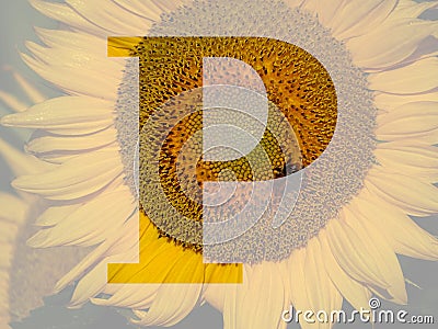 letter P of the alphabet made with a sunflower Stock Photo