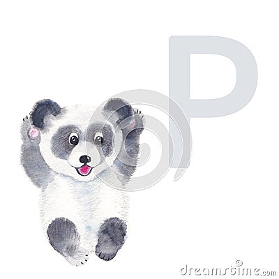 Letter P, panda, cute kids animal ABC alphabet. Watercolor illustration isolated on white background. Can be used for Cartoon Illustration