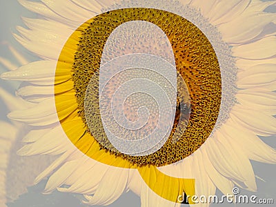 letter Q of the alphabet made with a sunflower Stock Photo