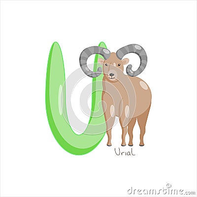 Letter U. Children's alphabet, cute urial. Vector illustration for learning English. Vector Illustration