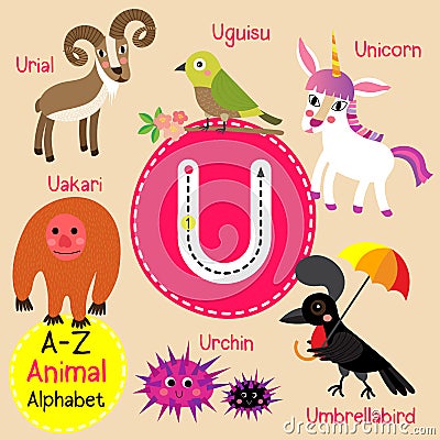 Letter U tracing. Unicorn. Umbrellabird. Urchin. Uguisu. Uakari. Urial Vector Illustration