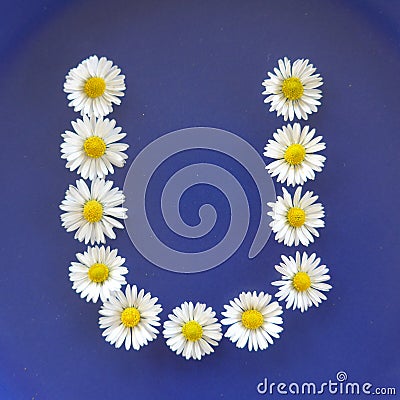 Letter U from white flowers, daisies, bellis perennis, close-up, on blue background Stock Photo