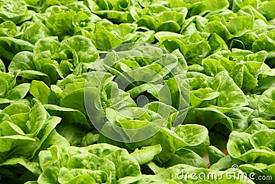 Lettuce Stock Photo