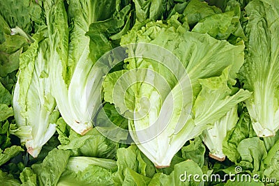 Lettuce Stock Photo