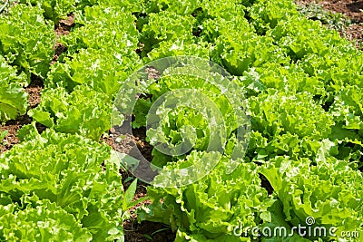 Lettuce Stock Photo