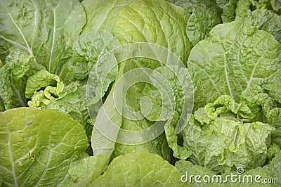 Lettuce Stock Photo