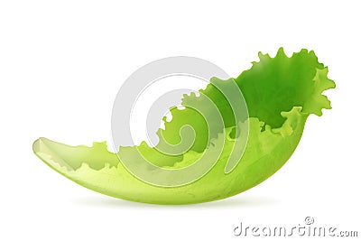 Lettuce Vector Illustration