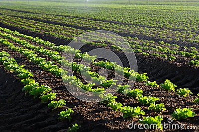 Lettuce farming closeup with water drops Stock Photo