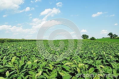 Lettuce Field Stock Photo