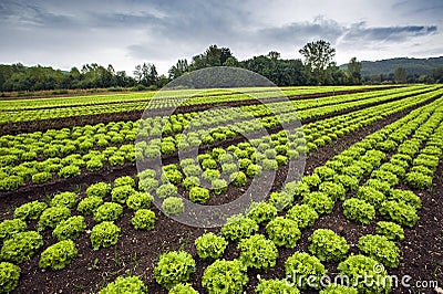 Lettuce field Stock Photo