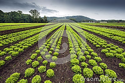 Lettuce field Stock Photo