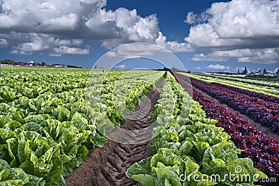 Lettuce field Stock Photo