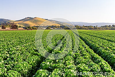 Lettuce Field in Salinas Valley Stock Photo