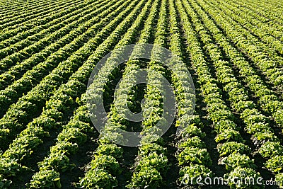 Lettuce field in Spain. Green plants perspective Stock Photo