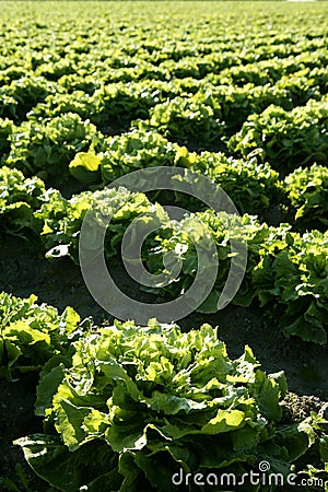 Lettuce field in Spain. Green plants perspective Stock Photo