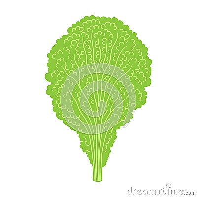 lettuce flat vector doodle illustration. Green vegetables healthy food clipart Vector Illustration