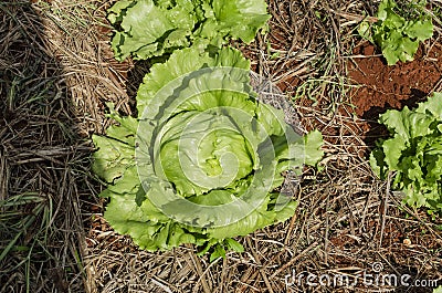Lettuce In Garden Stock Photo