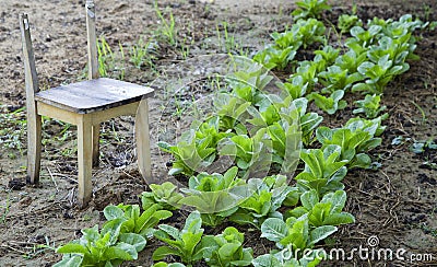 Organic Vegetable Farm in Thailand Stock Photo