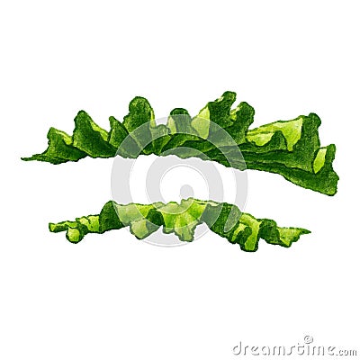 Lettuce green leaf isolated illustration Cartoon Illustration