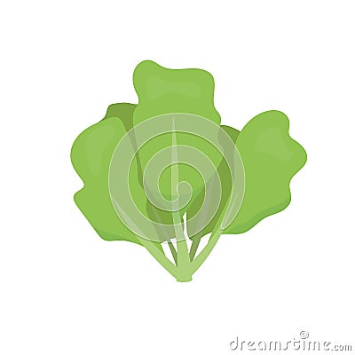 Lettuce. Green lettuces leaves healthy food. Vegetables. Vector illustration isolated on white background Vector Illustration