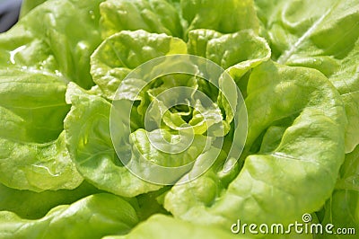 lettuce Stock Photo