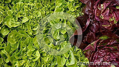 Lettuce green oakleaf red Verona food leaf leaves butterhead harvest crate box harvesting fresh market vegetables cut Lactuca Stock Photo