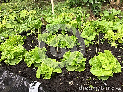 Lettuce growing in raised bed Stock Photo