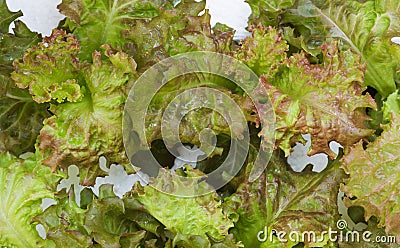 Lettuce hydroponic Stock Photo