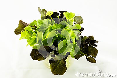 Lettuce isolated on white Stock Photo