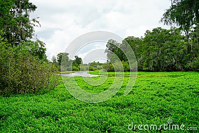 Lettuce lake Stock Photo