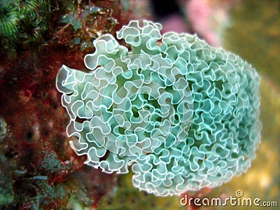 Lettuce Leaf Nudibranch Stock Photo