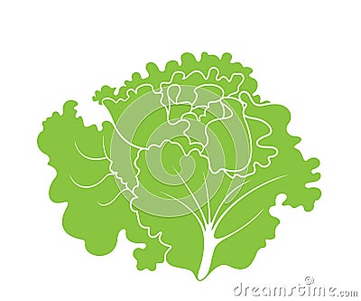 Lettuce. Leaf Salad Vector Illustration