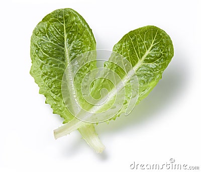 Lettuce Romaine Leaf Stock Photo