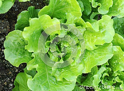 Lettuce plant in field Stock Photo