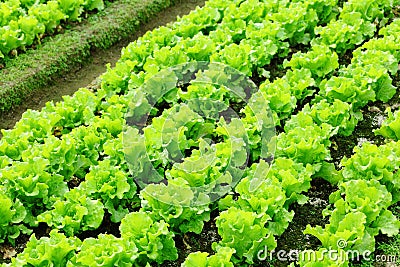 Lettuce plant in field Stock Photo