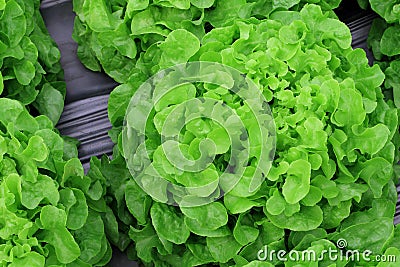 Lettuce salad plantation, organic vegetable. Stock Photo