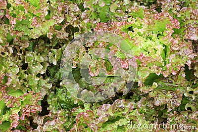 Lettuce salad plantation, organic vegetable. Stock Photo