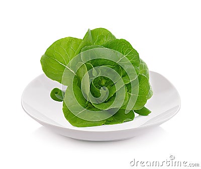 Lettuce salad on platei solated on white background Stock Photo