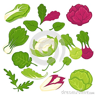 Lettuce salads leafy vegetables vector isolated icons set Vector Illustration