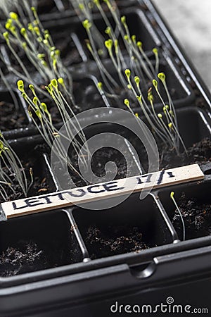 Lettuce seedlings in plastic seed trays labelled with date. Stock Photo