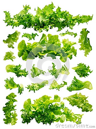Lettuce set isolated Stock Photo
