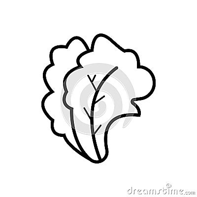 Lettuce solid icon, vegetable and salad leaf, vector graphics, a glyph pattern on a white background Stock Photo