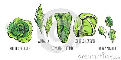 Lettuce types hand drawn Vector Illustration