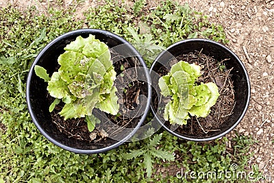 Lettuces on plantpots. Stock Photo