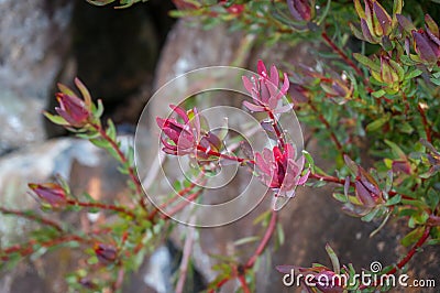 Leucadendron plant branch close up with colorful bracts. Fynbos ecoregion Stock Photo