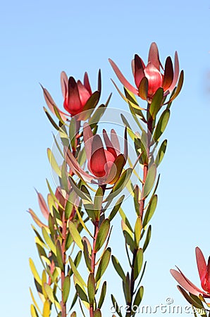 Leucadendron `Safari Sunset`, native to South Africa Stock Photo